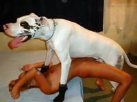zoofilie porno animale caini dogs